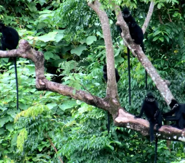 Loài Vọoc Gáy Trằng Phong Nha - Kẻ Bàng